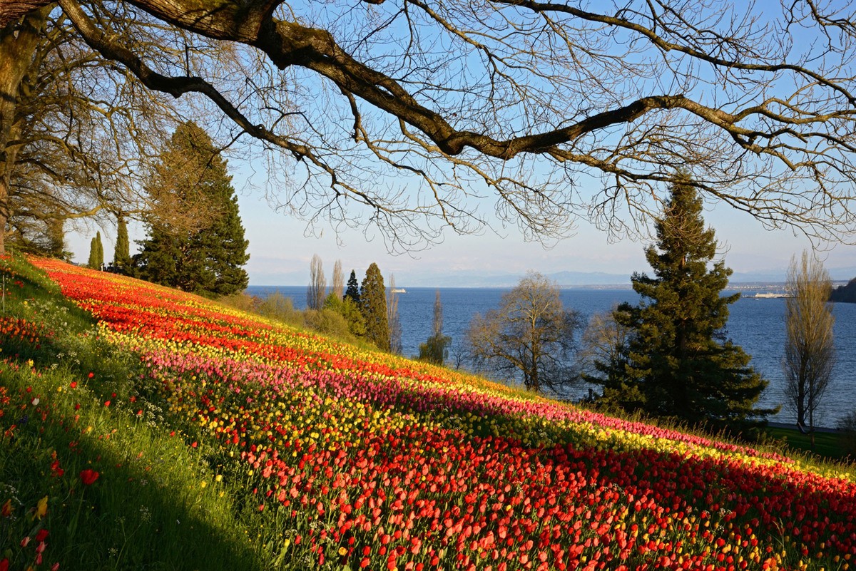 Insel Mainau Arboretum My Favorite Place